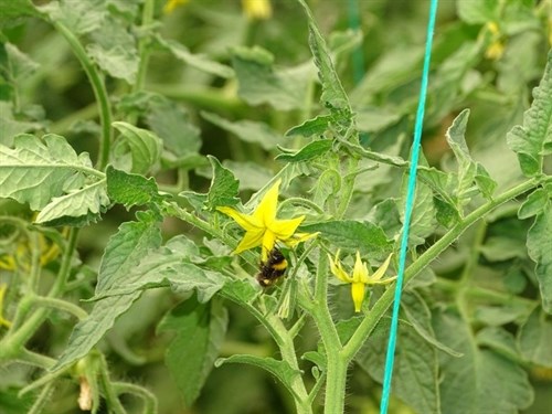 Bombus Arı Projesi